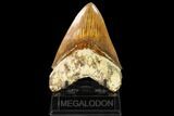 Killer, Fossil Megalodon Tooth - Indonesia #149847-2